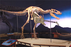 Rick's Picks, a Dino-mite Exhibit at the Burpee Museum of Natural History (opens in new window)